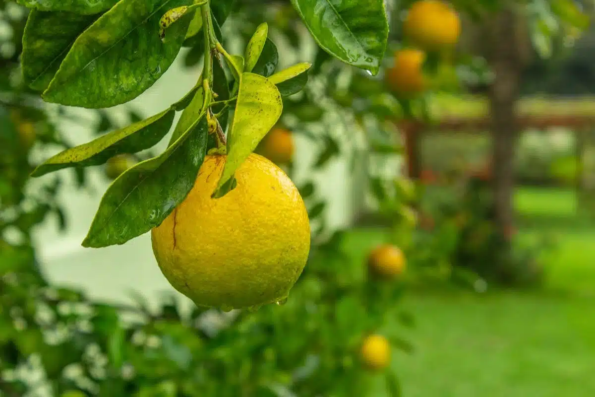 citronnier  pollinisation