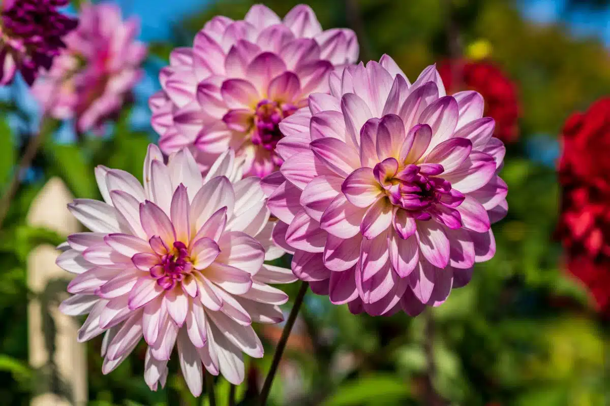 Les 10 plus belles plantes grasses à fleurs roses pour égayer votre jardin