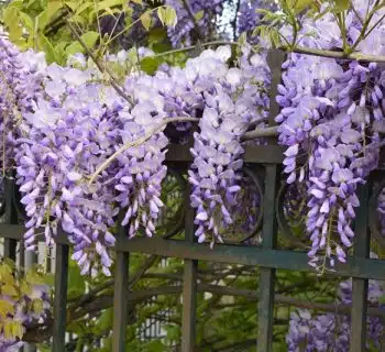 Les 10 plus belles plantes grasses à fleurs roses pour égayer votre jardin