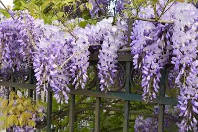 Les 10 plus belles plantes grasses à fleurs roses pour égayer votre jardin