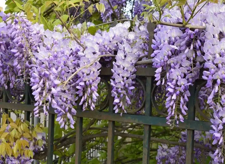 Les 10 plus belles plantes grasses à fleurs roses pour égayer votre jardin