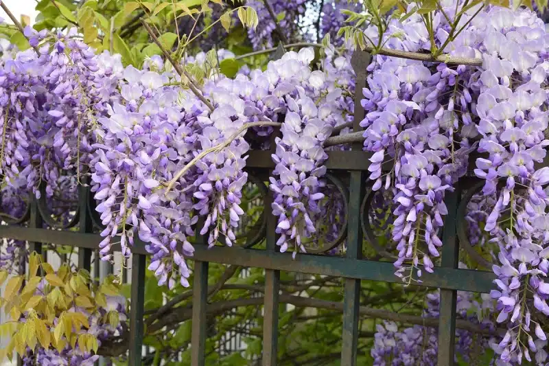 Les 10 plus belles plantes grasses à fleurs roses pour égayer votre jardin