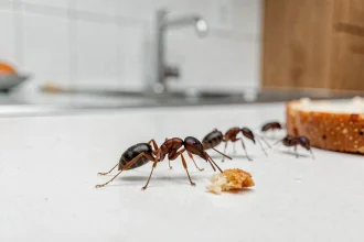 Gros plan macro de fourmis domestiques marchant sur un plan de travail blanc dans une cuisine moderne