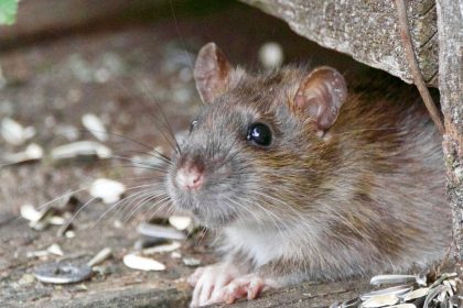 Rats ou souris dans la maison : qui est responsable et que faire ?